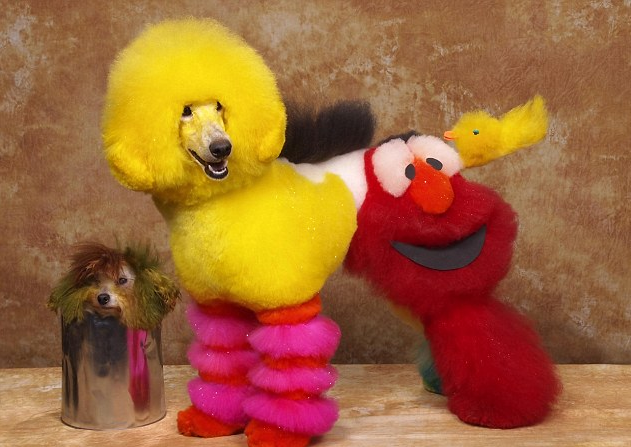 En av de tävlande hundarna. Sesame Street-tema.